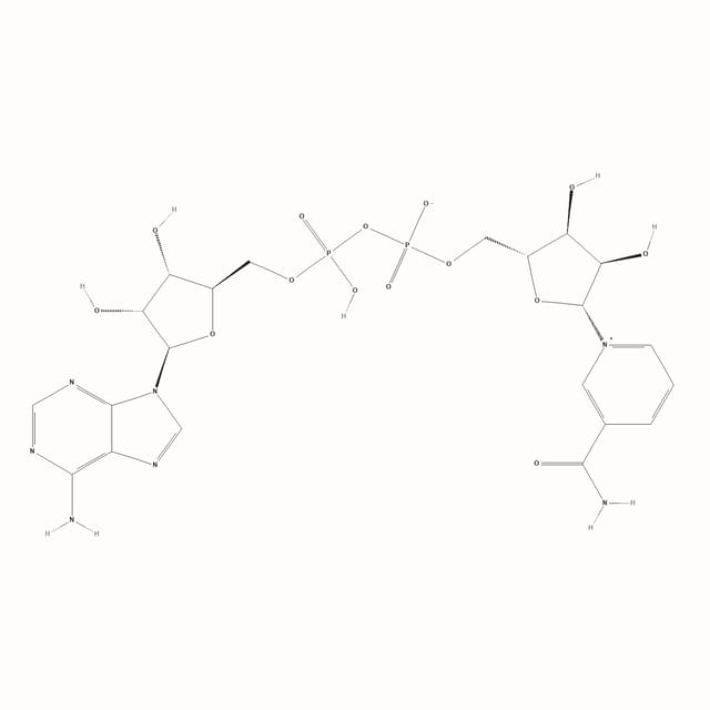 NAD+ molecular structure, the coenzyme nicotinamide adenine dinucleotide